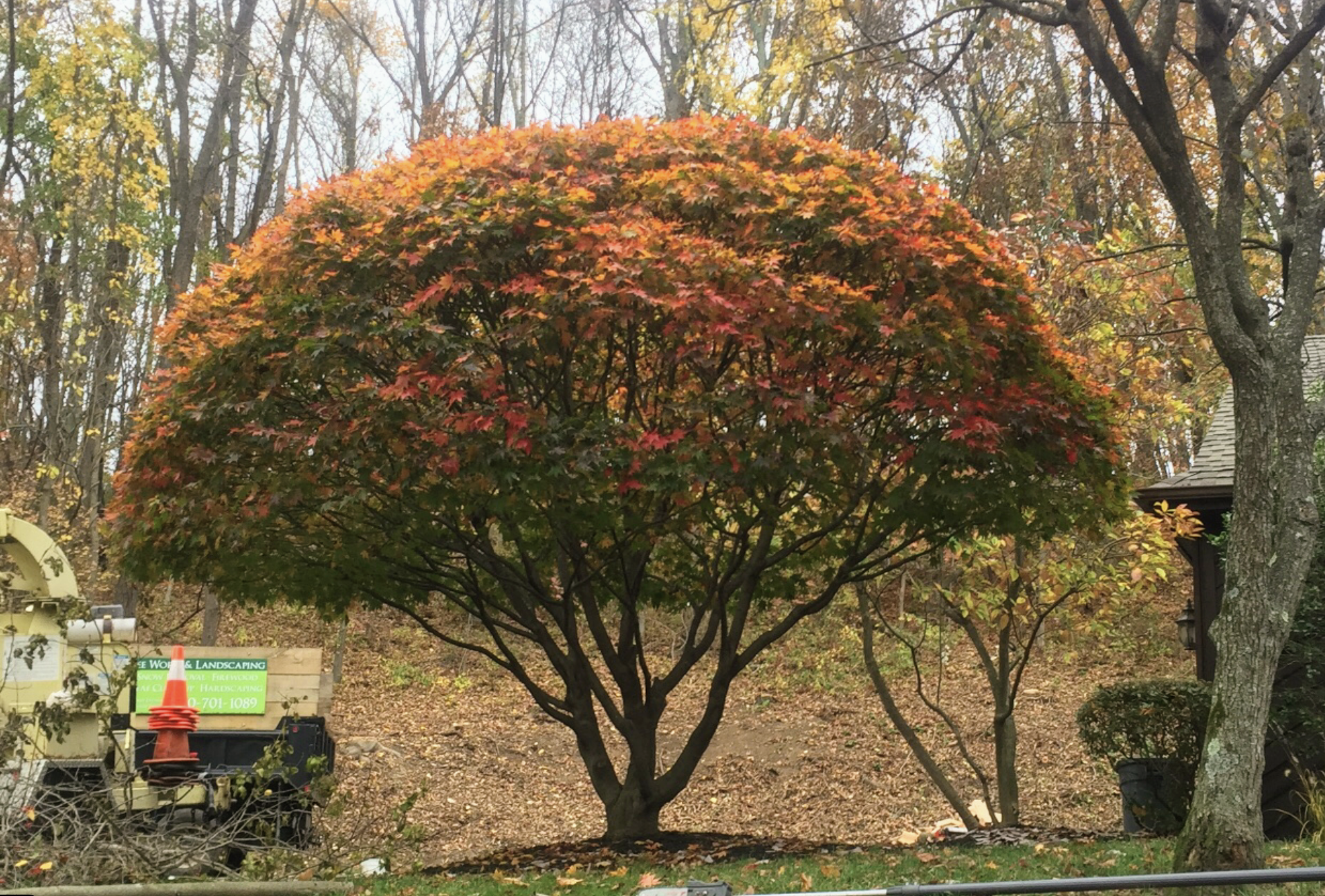 Tree trimming and pruning in Exton, PA by Phantom Tree Service